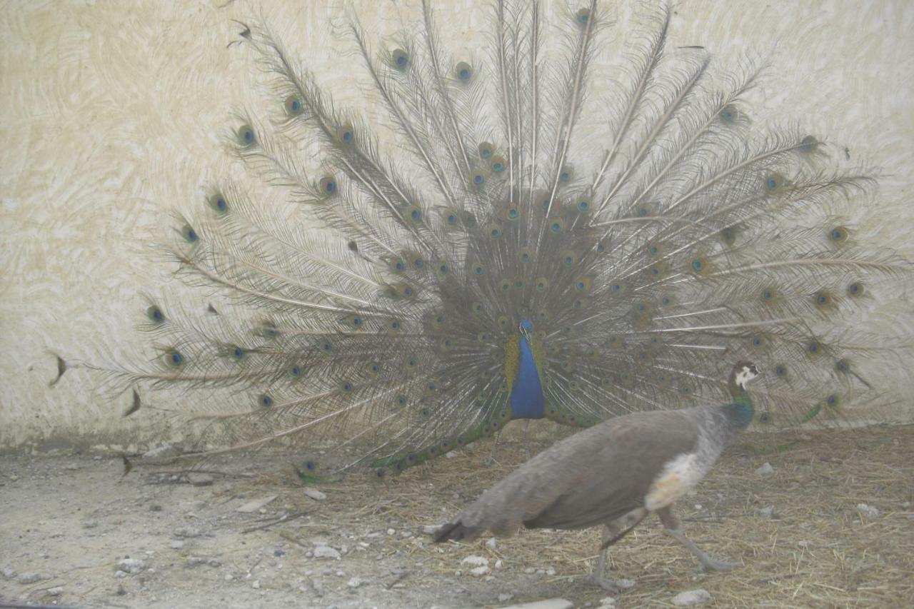 Lou Mas Li Pitchoun "Le Prunier " Daire Gordes Dış mekan fotoğraf